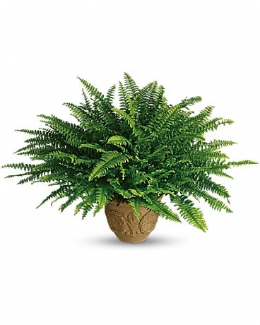 Teleflora's Heartwarming Thoughts Boston Fern Bouquet